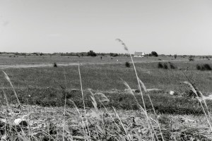 Camargue